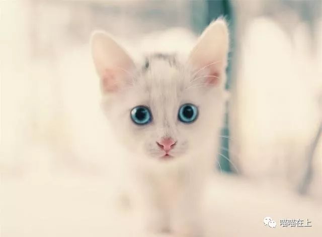 猫发腮科普篇猫咪全攻略,怎么样让猫咪长肉发腮