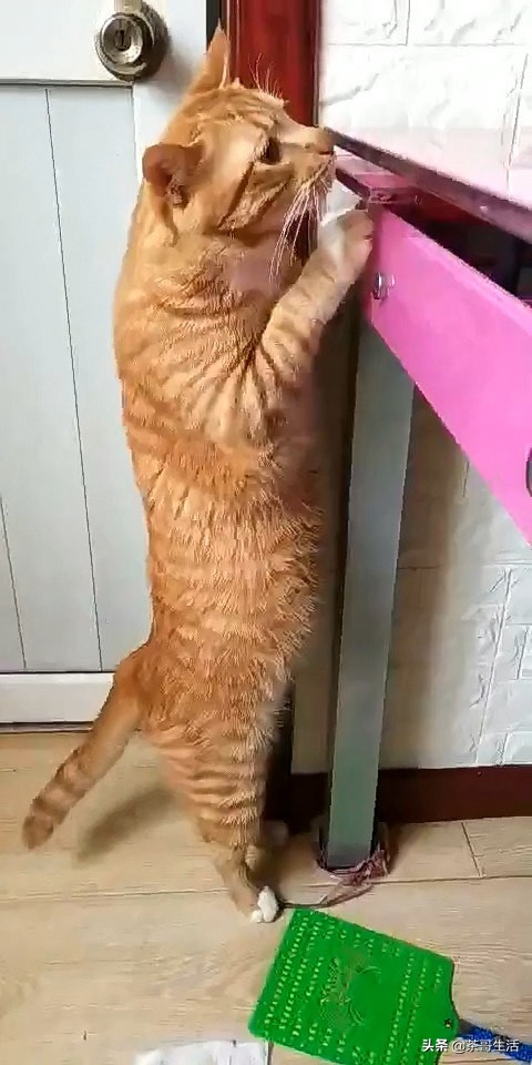 橘猫贪吃偷狗粮,英短胖猫偷吃搞笑视频