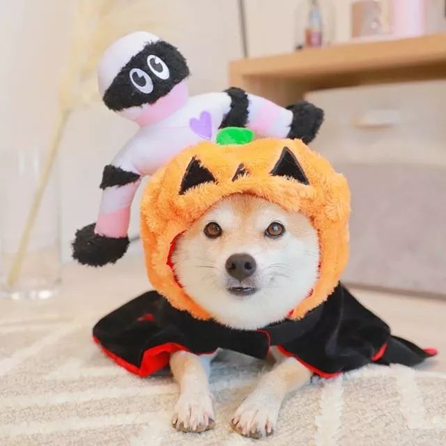 比人还会拍照的狗，简直萌炸朋友圈了