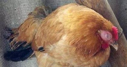 治鸡瘟最快的土办法,土方治鸡瘟