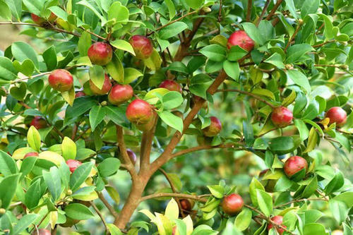 “花果同枝”的油茶树，栽培的方法是什么，你了解吗？