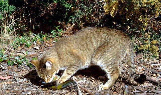 中国兔子vs各国兔子 (中国兔子vs国外兔子)