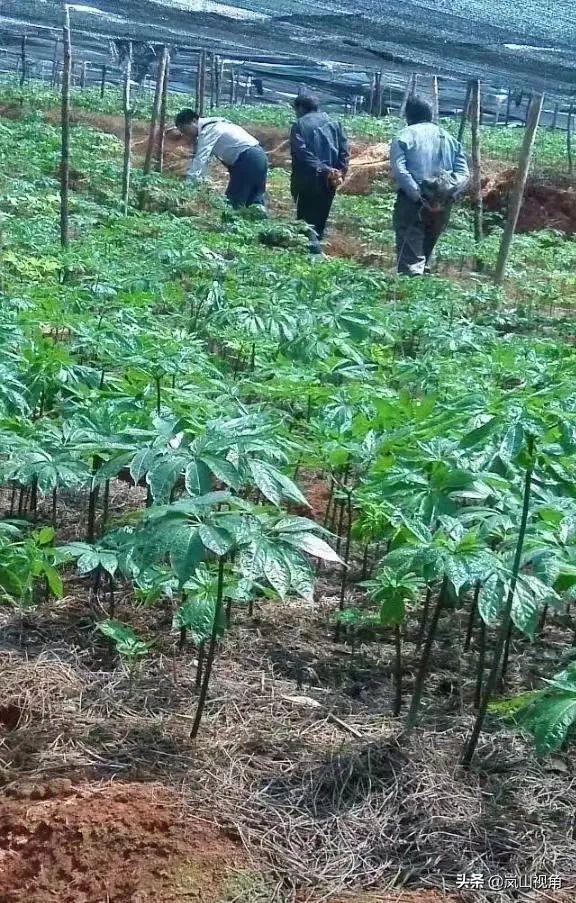 再传新捷报,再传捷报纪录片