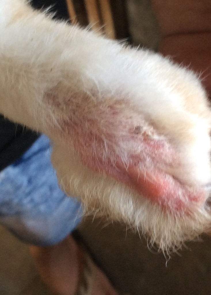 兔螨虫用什么治疗效果好,兔螨虫怎么治疗最有效