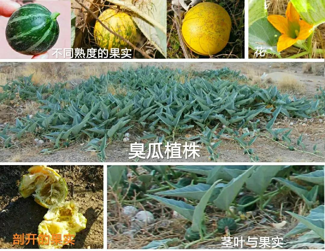 各种蔬菜水果祖先的样子,各种蔬菜祖先