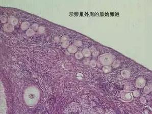 对于取卵手术，你是不是有这些误会