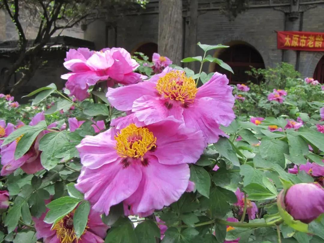 太原迎泽公园3月份看花,迎泽公园看花