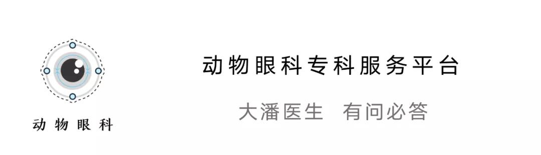 猫咪眼睛穿孔滴什么药,猫咪角膜穿孔