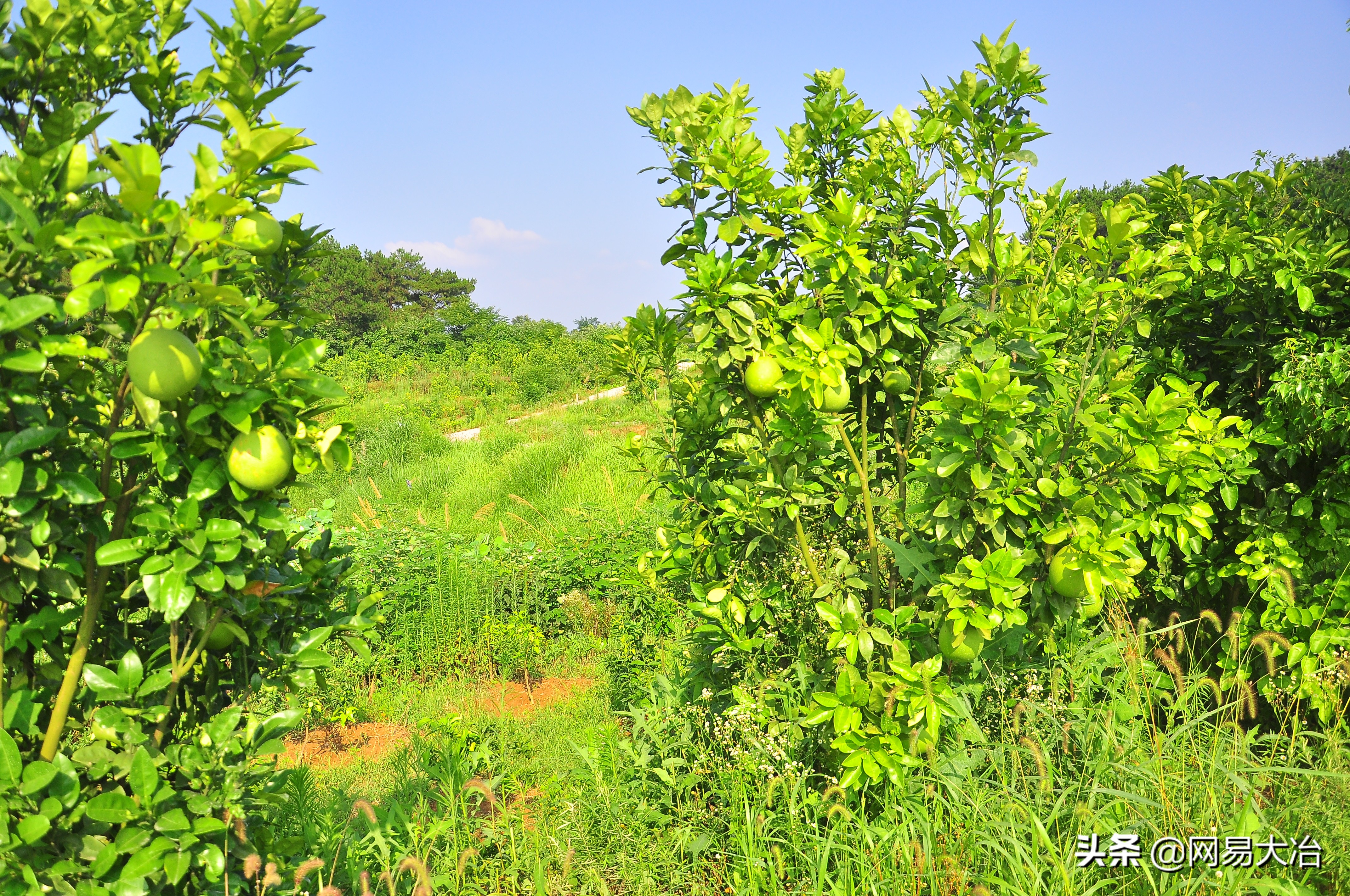 农场众筹模式成功案例,众筹聪颖休闲娱乐农场