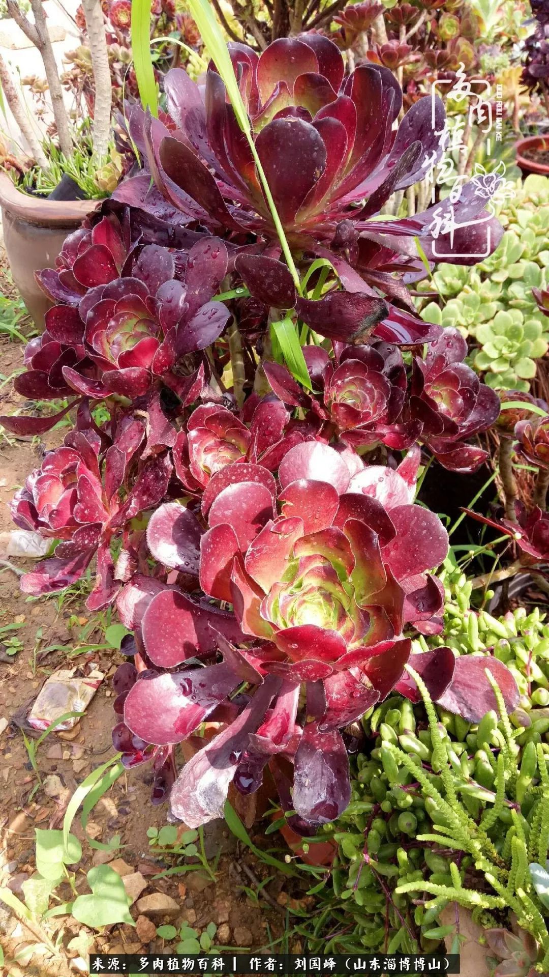 多肉安全度夏技巧,多肉如何度夏教学