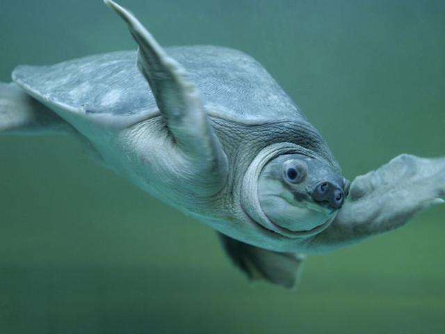 养龟最适合的水生植物,养龟要用什么水最好