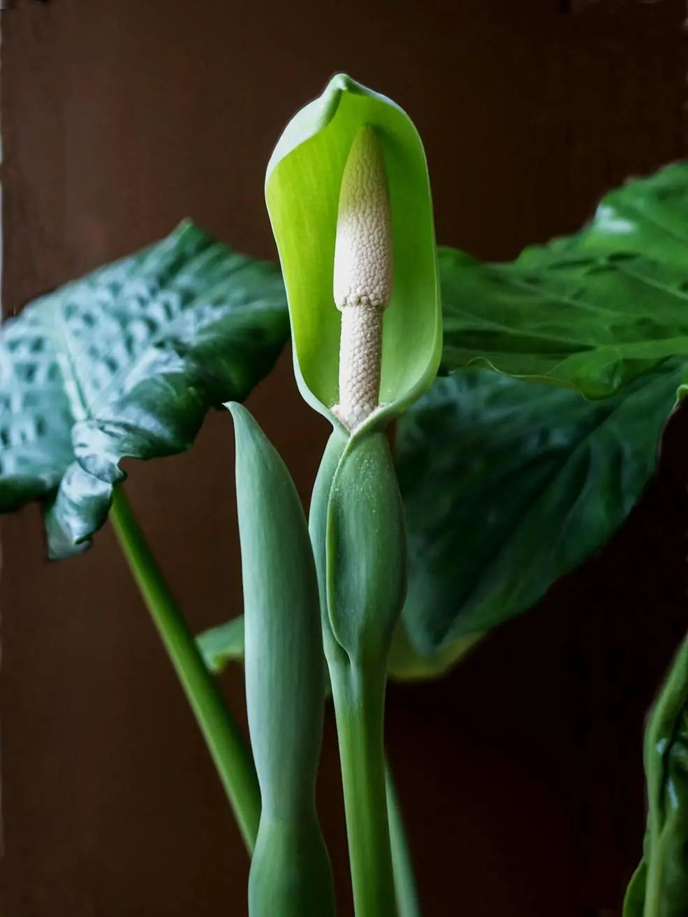 养护滴水观音,滴水观音怎样养护才好养