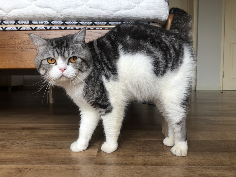 被猫抓伤得了猫抓病,被猫抓伤了可以不打疫苗吗