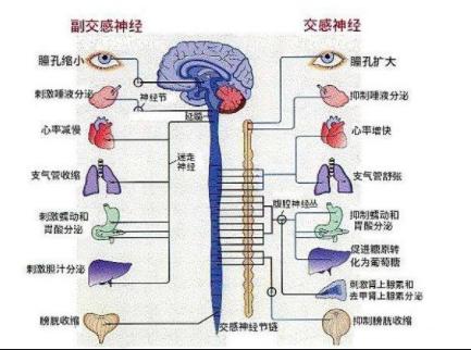 运动耳鸣眼花头晕怎么回事,头晕耳鸣眼花怎么锻炼