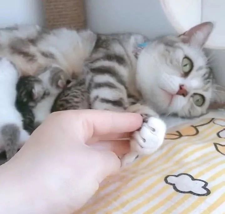 猫咪绝望到无助,猫咪绝望哭了