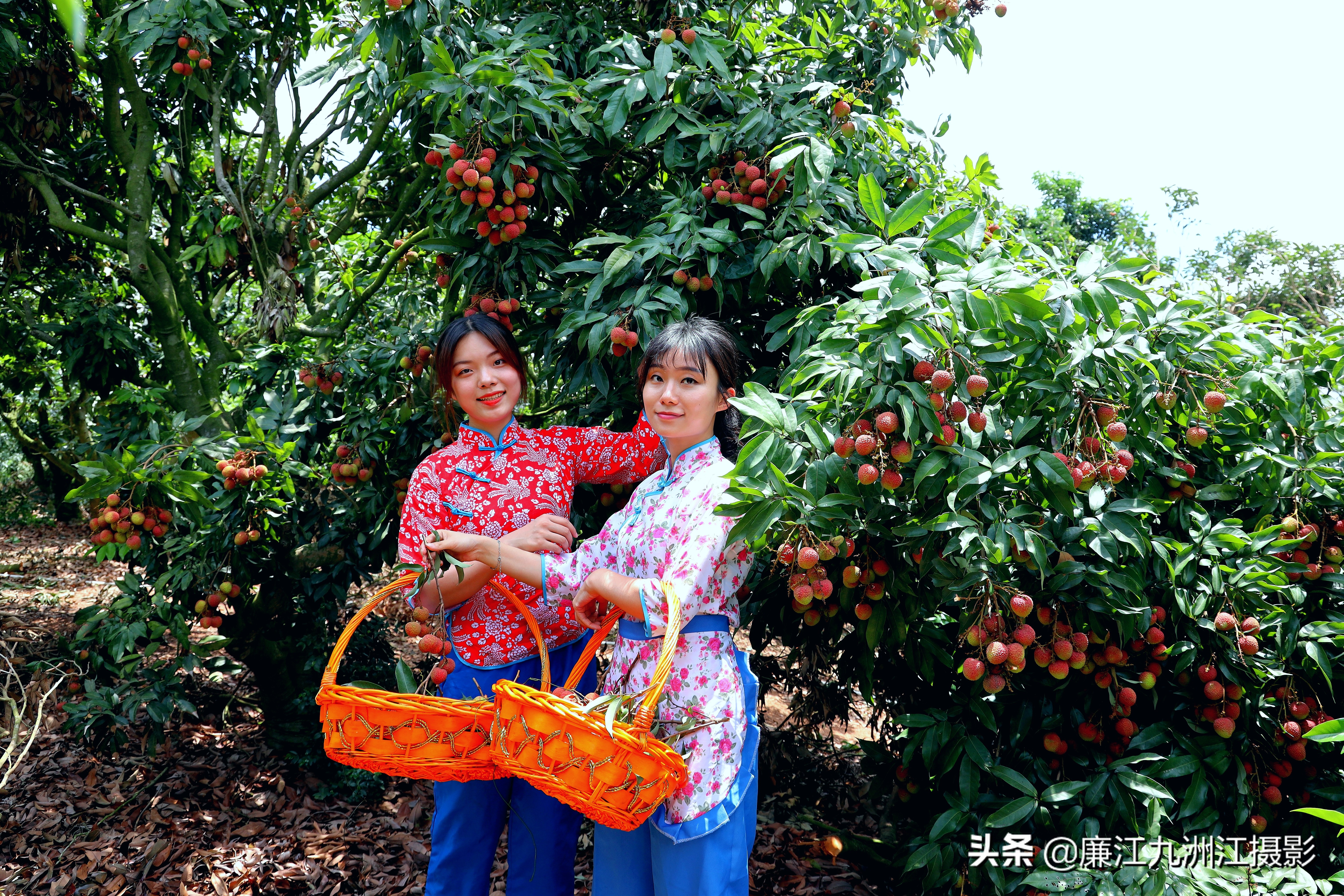 湛江市廉江荔枝节开幕式视频,廉江荔枝文化节