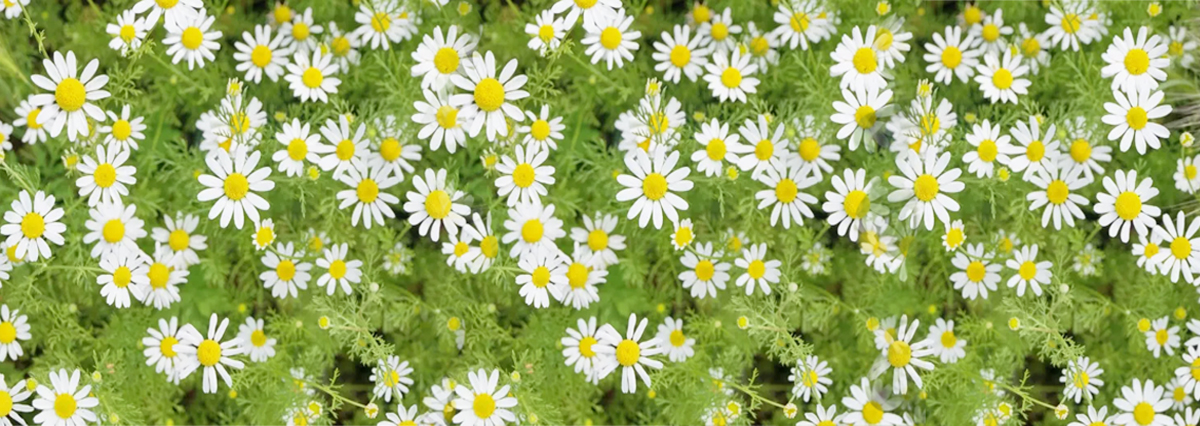 小雏菊带香味,小雏菊花果香