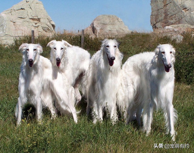 最好看的苏俄猎狼犬,爱尔兰猎狼犬有多猛