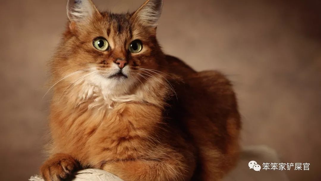 猫感冒吃感冒灵颗粒可以吗,猫感冒吃土霉素可以吗