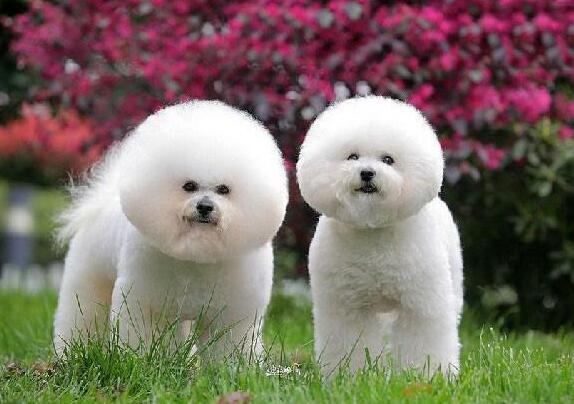 最伤狗的饲养方法是什么,养比熊犬要关注些什么