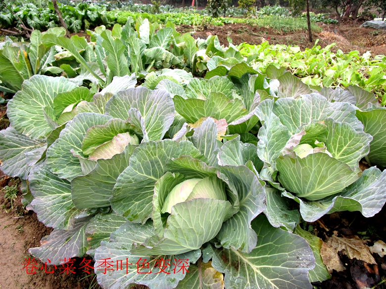 甘蓝蔬菜档案介绍,十种蔬菜卷心菜