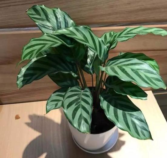 家里窗台阳光强适合养什么绿植,家里室外养花怎么摆放最好