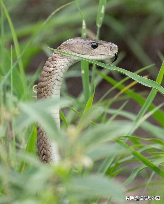 被黑曼巴咬伤真实案件,假如被黑曼巴蛇咬了该咋办