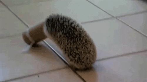 猫能被东西卡住动不了吗,猫好像被什么东西卡住一样