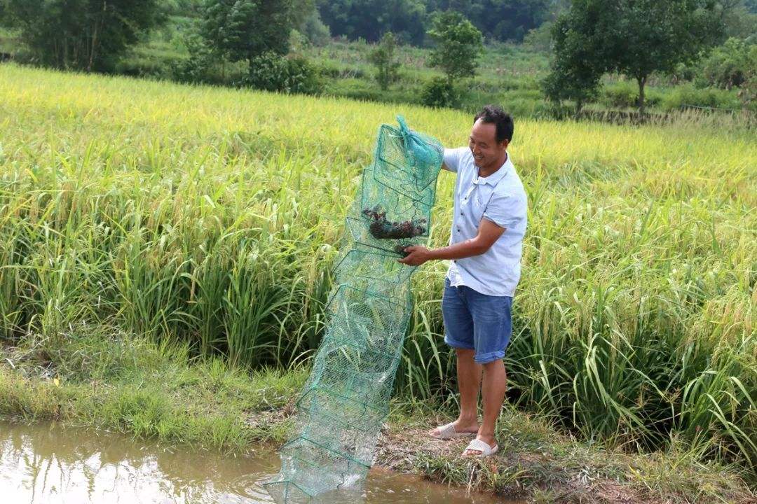 水稻田里养殖龙虾真的能致富吗,稻田养龙虾一亩能收入多少钱啊