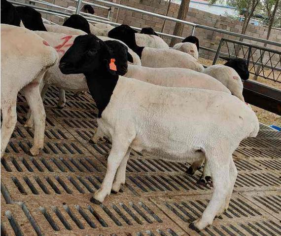 特别瘦的羊怎么调理,瘦羊如何调理饮食