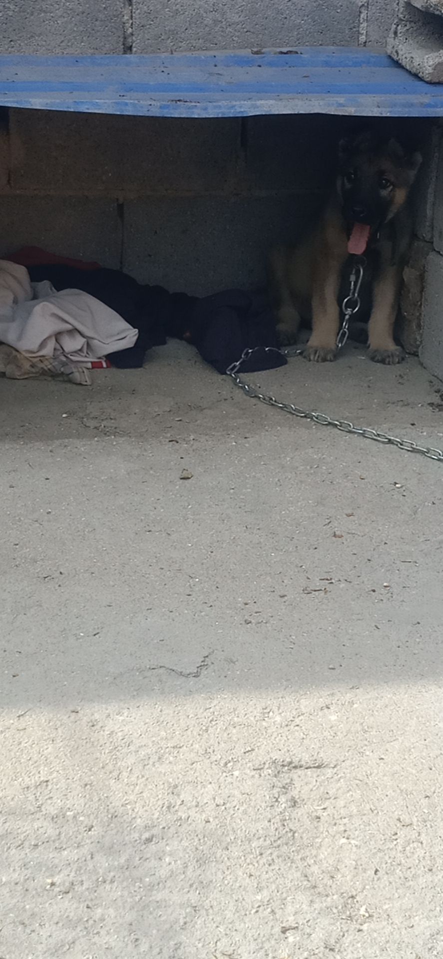 绝食的狗狗能强行喂食吗,绝食狗狗