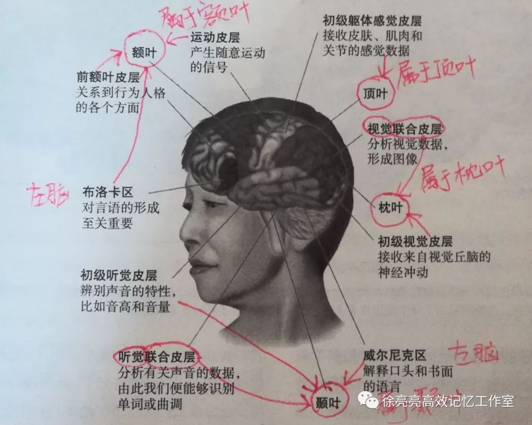 神奇的大脑自我感知,神奇的大脑都具备什么条件