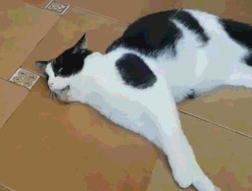 还有吸猫薄荷更严重的猫吗,有只猫吸了猫薄荷