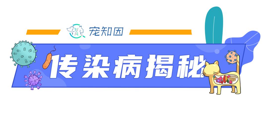 猫咪舌头有溃疡，怎么办？