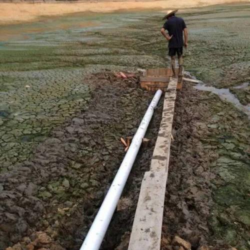 池塘水体净化,池塘净化鱼类