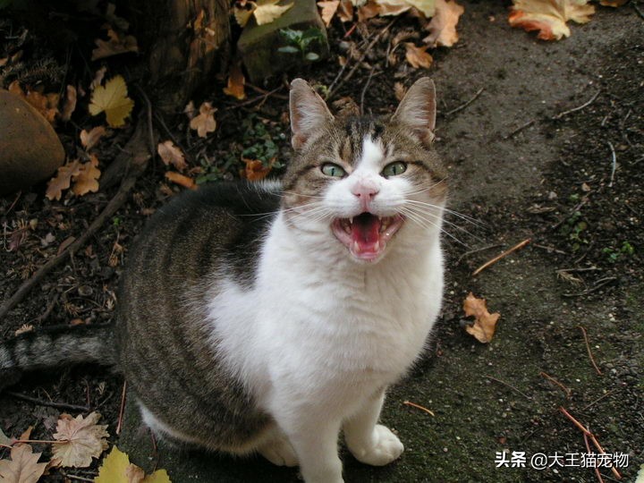 猫咪老是尿湿后腿怎么办,猫咪尿频喜欢跑