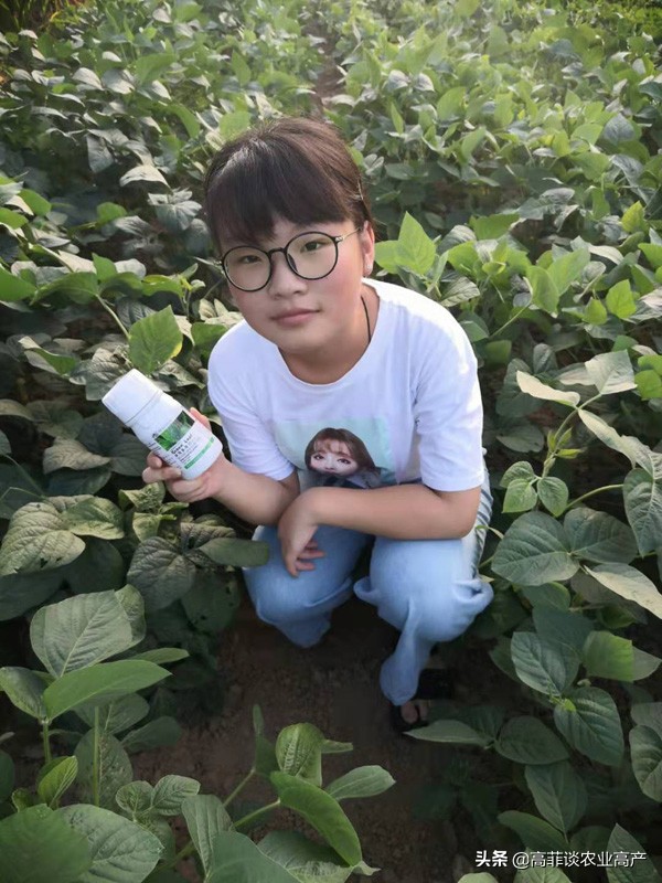 大豆叶子发黄什么原因？大豆黄叶病怎么治？贝多丰叶面肥使用效果