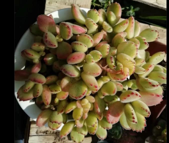 多肉养出状态来有多美？这102种多肉控养上色之后美呆了