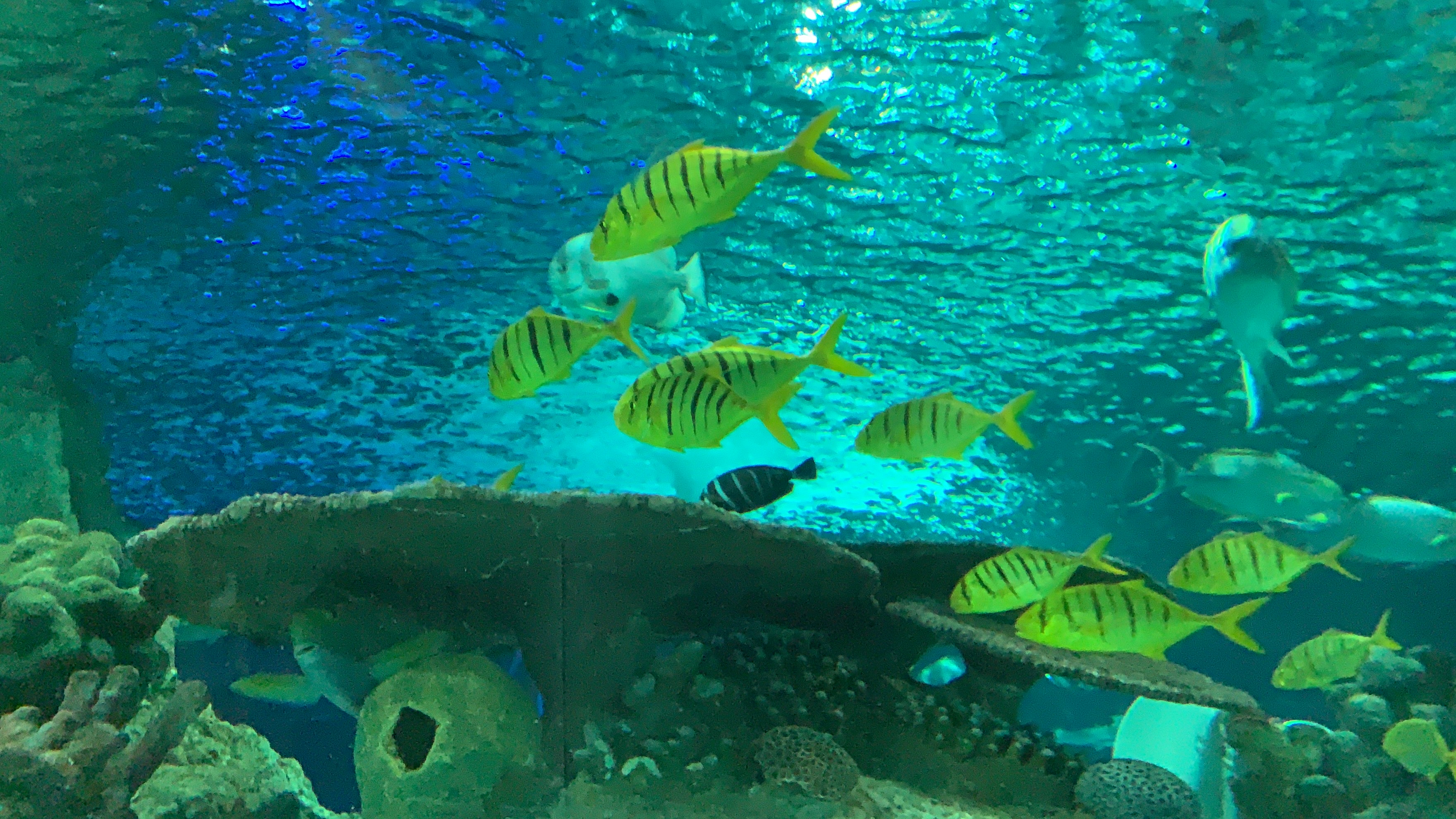 抓住10月份的尾巴,工体富国海底世界游玩攻略