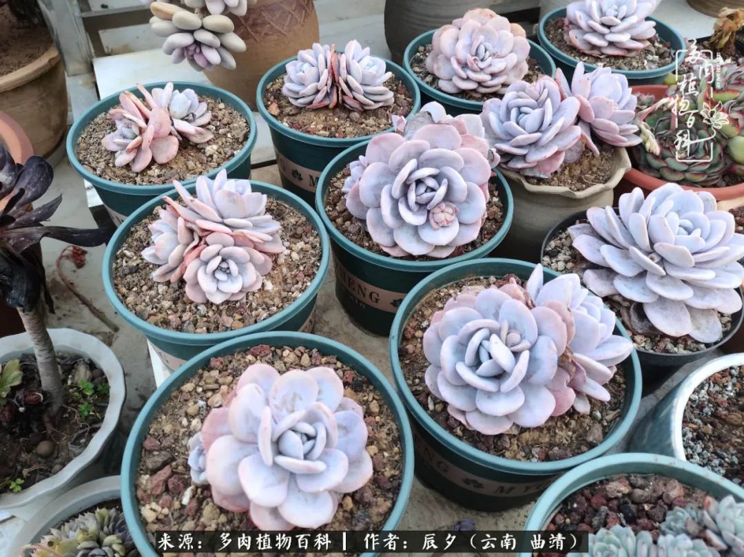 缂辩换鏃栨棊钁宠暏鐢熼,缂辩换鏃栨棊钁宠暏鐢熼鍑哄