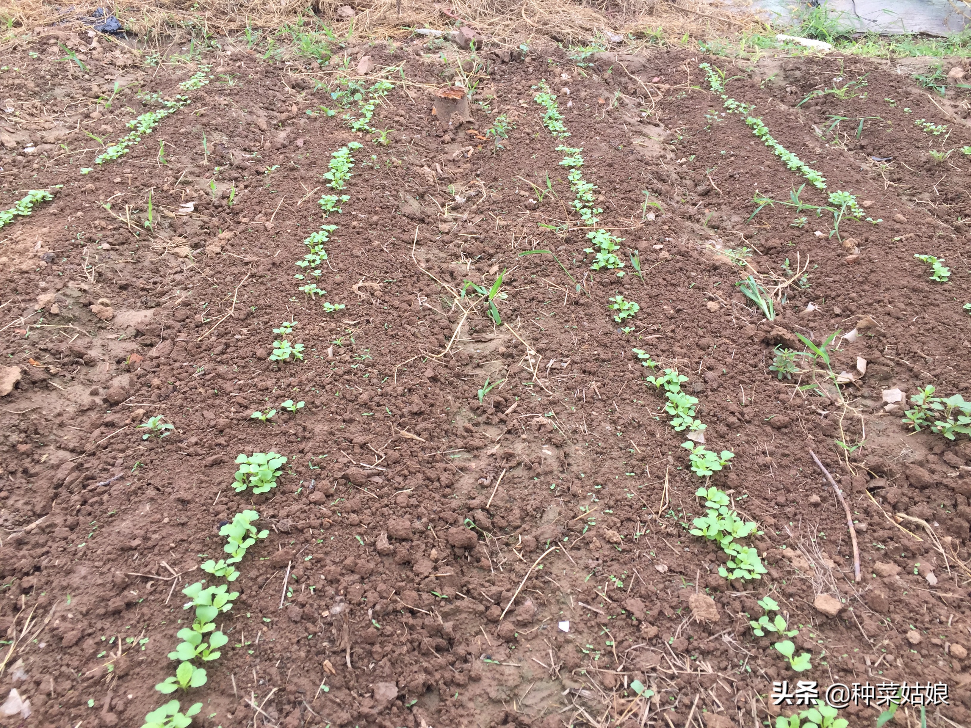 在家种菜如何防治地下害虫,菜园地下害虫怎么防治