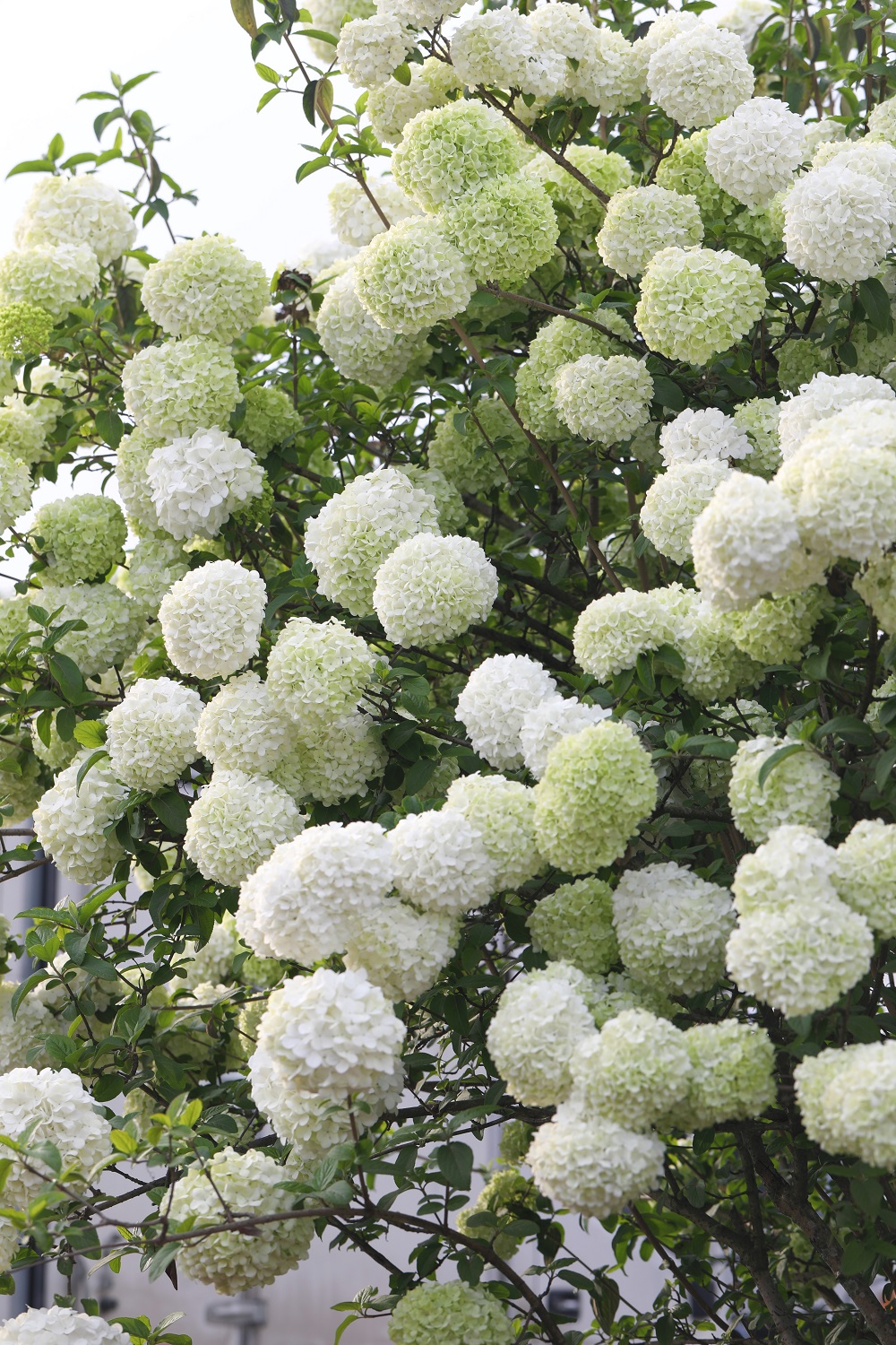 海蒂和噜噜的花园值得推荐吗,海蒂和噜噜的花园打卡