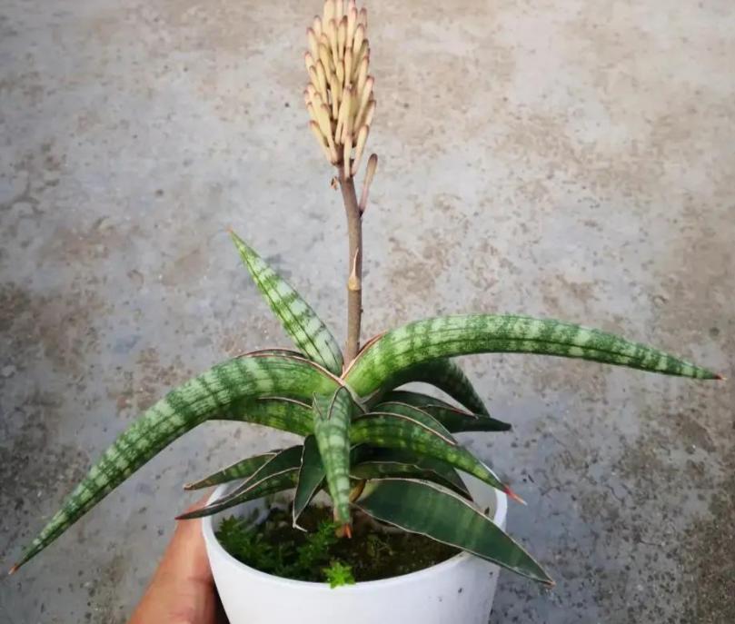 虎皮兰老是发侧芽怎么办,虎皮兰发的侧芽怎么办