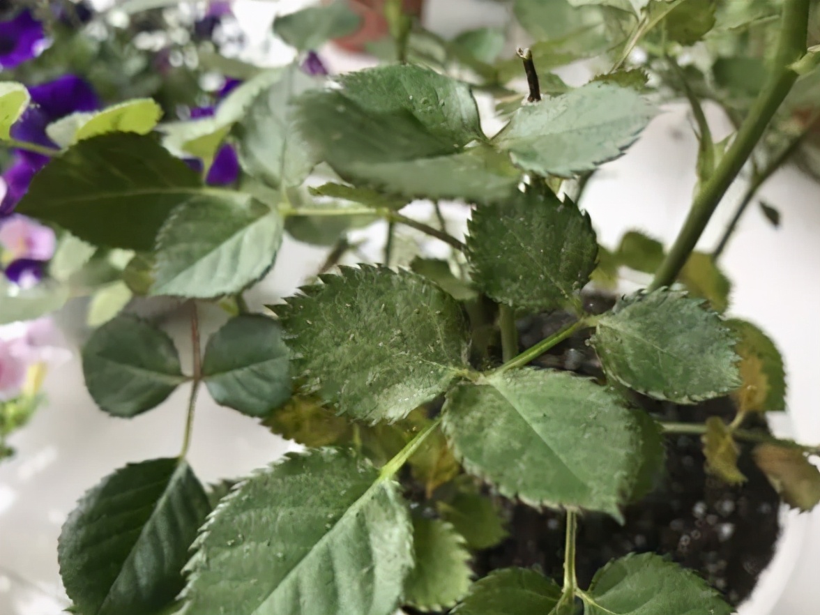 养花招了“红蜘蛛”，用水冲效果咋样？种花多别尝试，很容易成灾