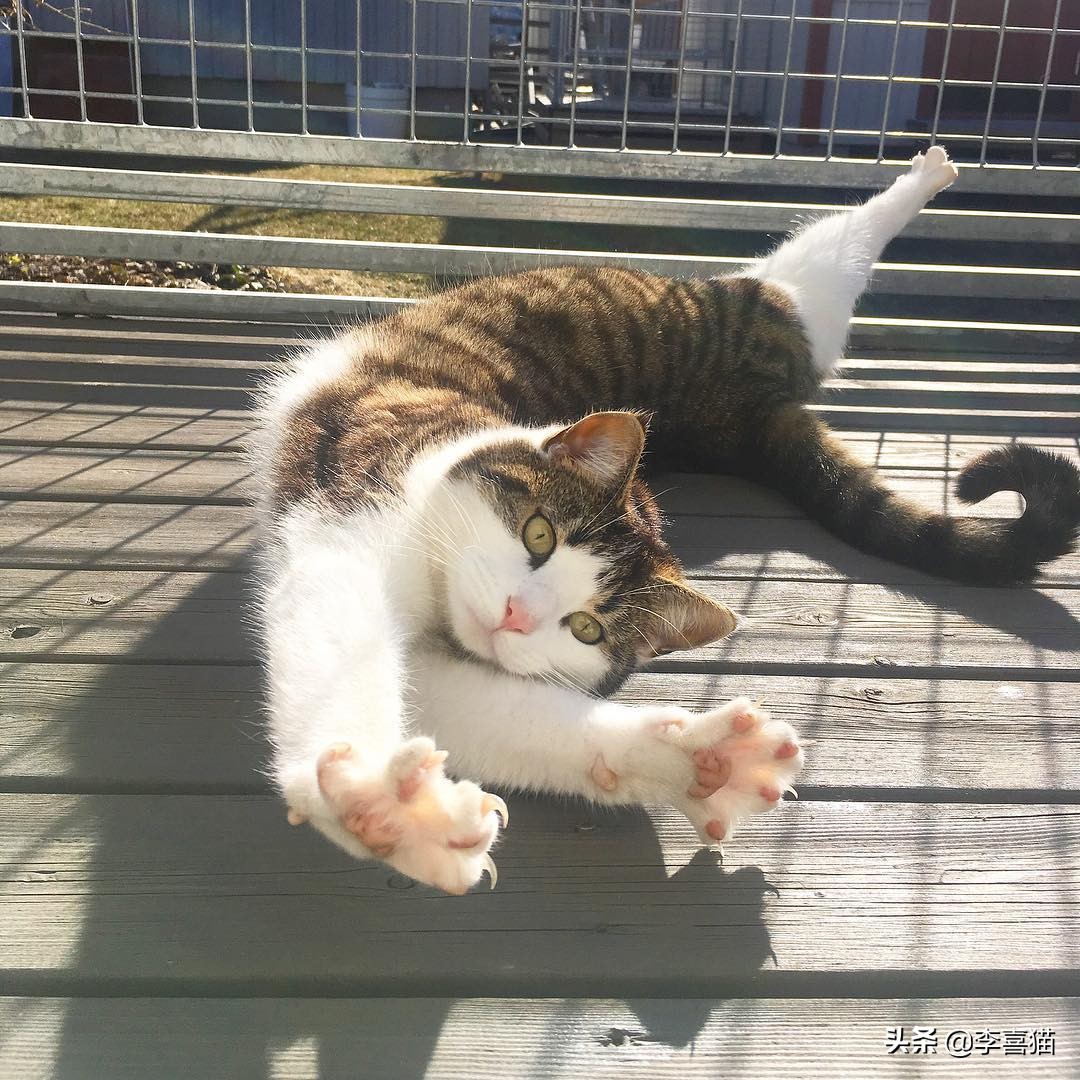 铲屎官必知不要做猫咪讨厌的事,猫咪饲养6大误区铲屎官们要关注