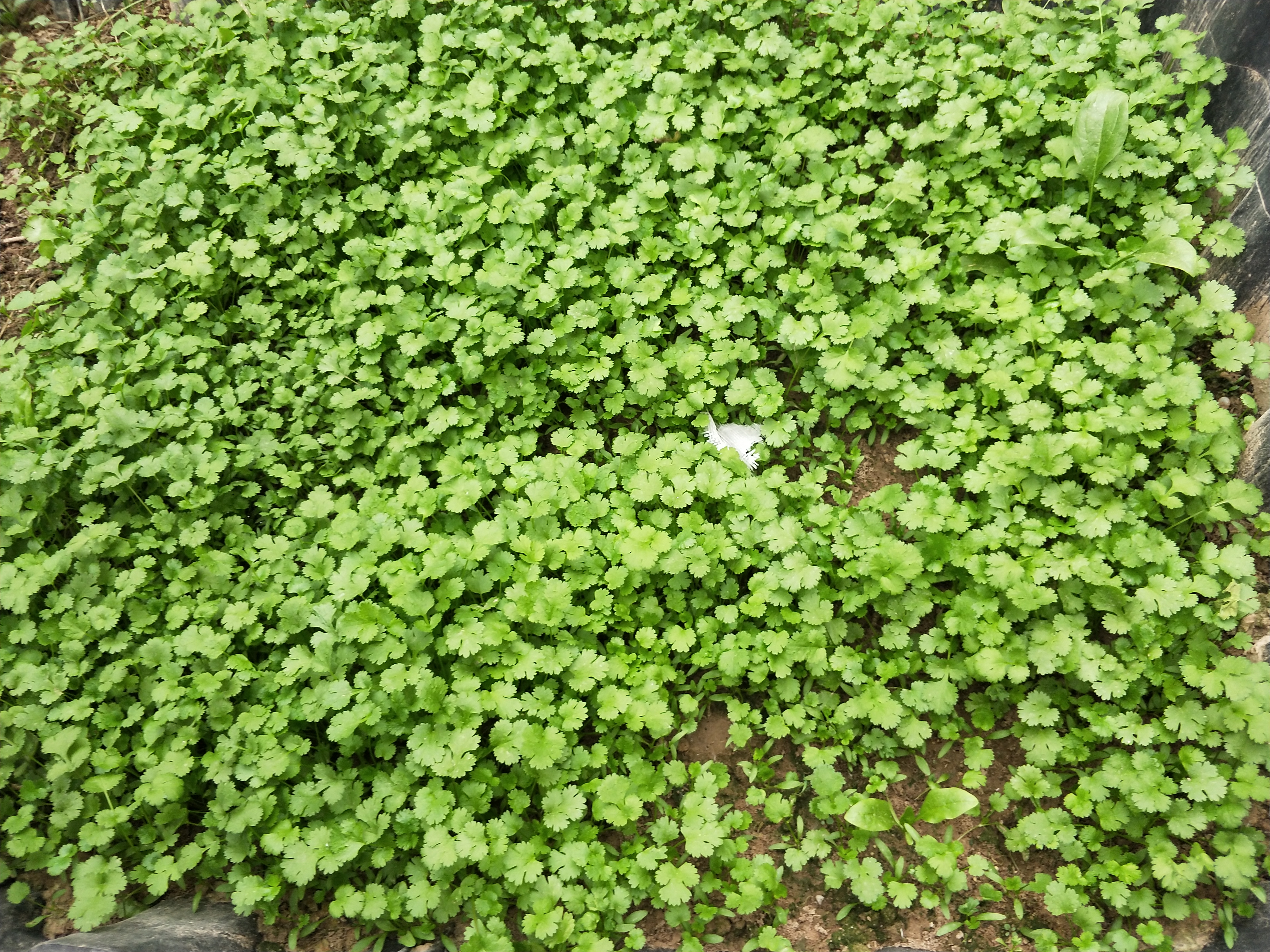 种香菜种子怎样处理,香菜种植前怎样处理出苗快