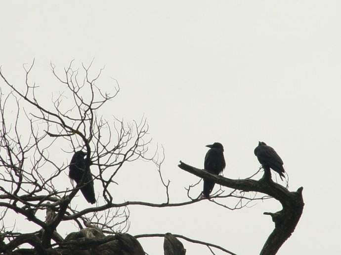 马致远《天净沙秋思》情景交融,如何解读马致远天净沙秋思