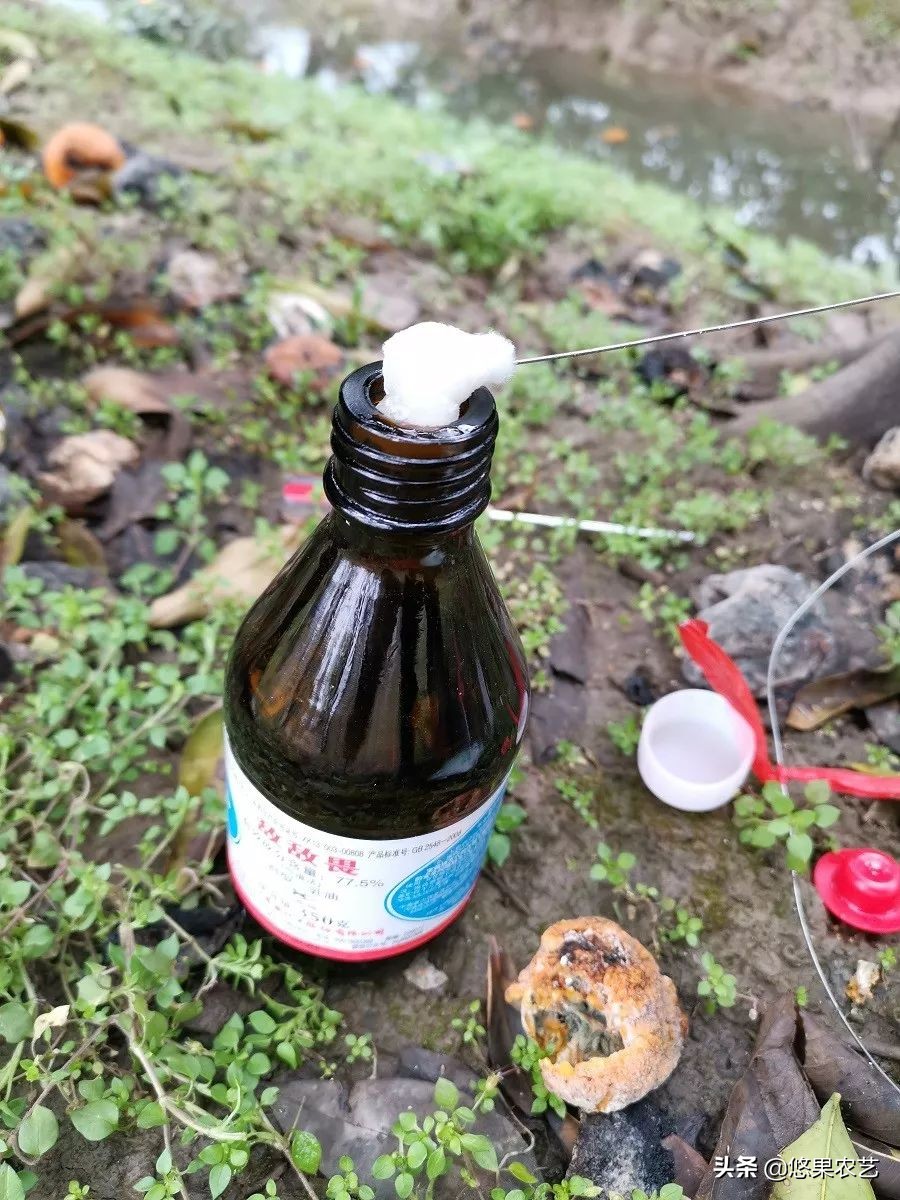 柑橘天牛防治可以管多长时间,柑橘天牛危害时间