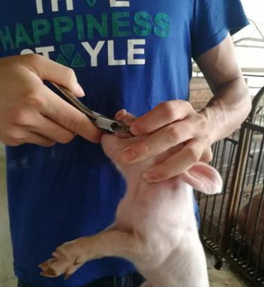 小猪剪牙后消毒用什么,给小猪剪牙关注什么饮食