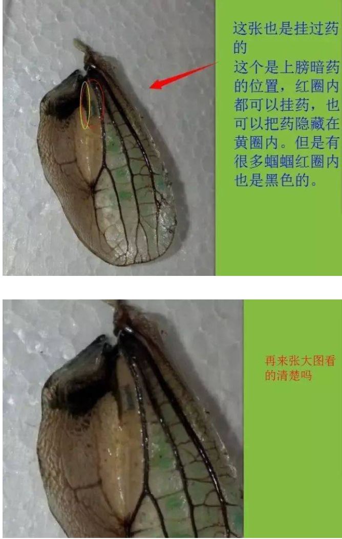 蝈蝈用铅丝点哪部位,蝈蝈点暗药的正确方法